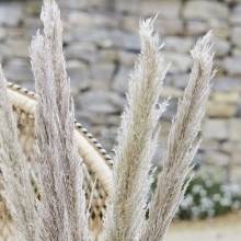 5 Decoations - Pampas Grass - Natural Tones