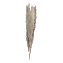 5 Decoations - Pampas Grass - Natural Tones