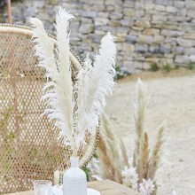 5 Decoations - Pampas Grass - Bleached