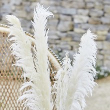 5 Decoations - Pampas Grass - Bleached